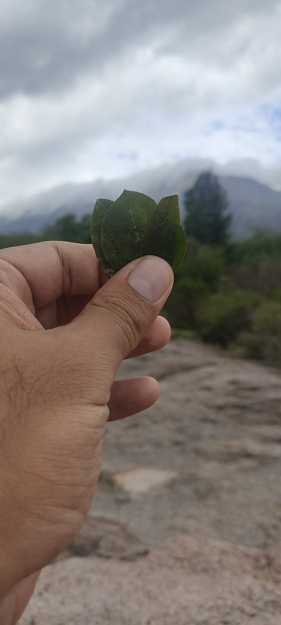 Lectura de hojas de coca